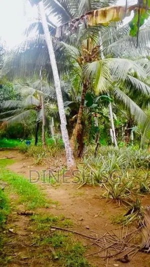 Coconut land for Sale Mirigama