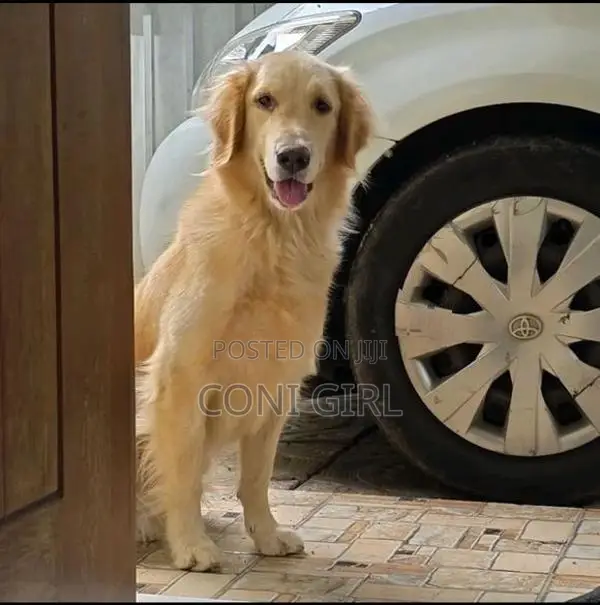 Female Golden Retriever Dog
