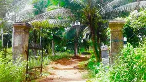Coconut land for Sale Mirigama