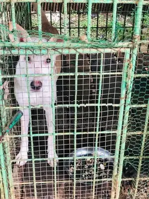 Labrador Cross Dog