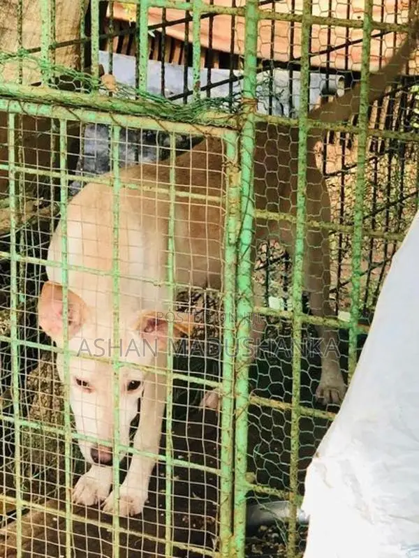 Labrador Cross Dog