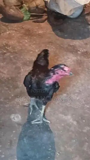 Rooster