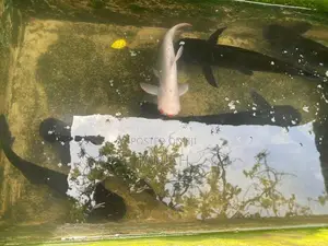 Catfish
