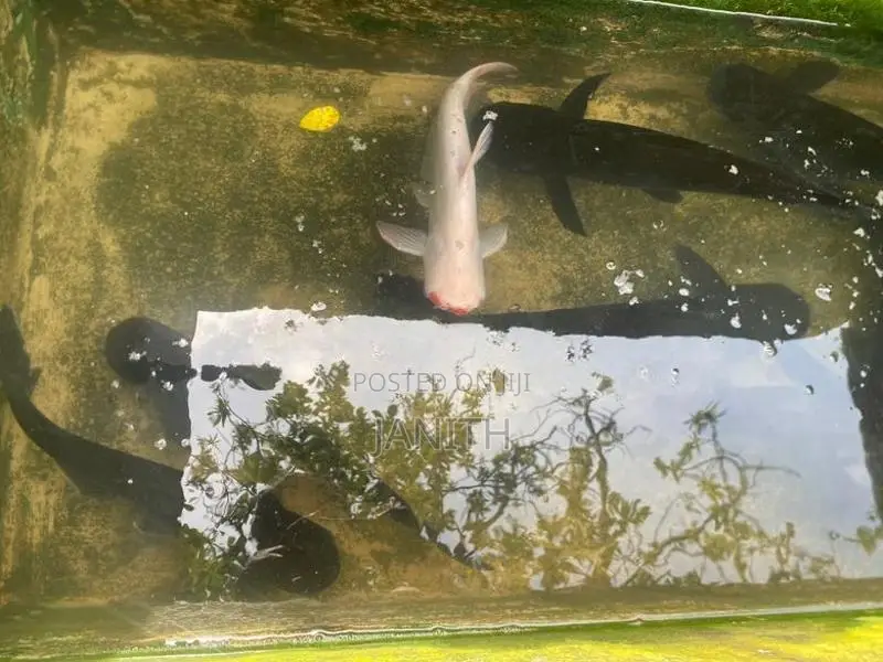 Catfish