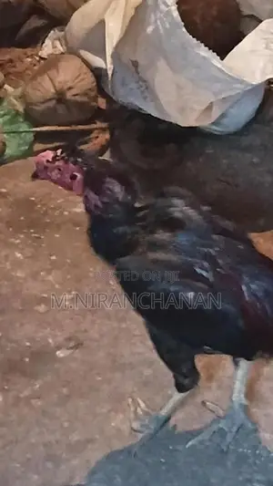 Rooster