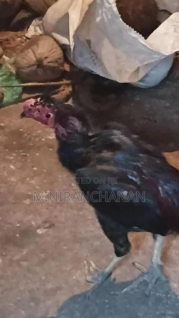 Rooster