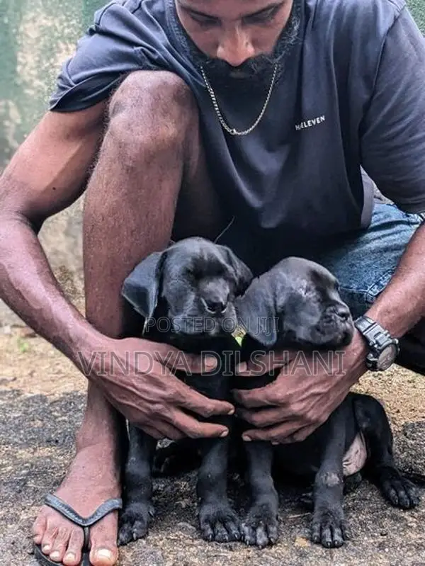 Cane Corso Puppies