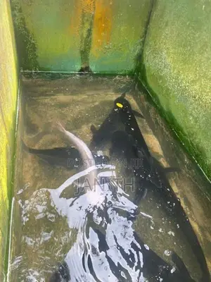 Catfish