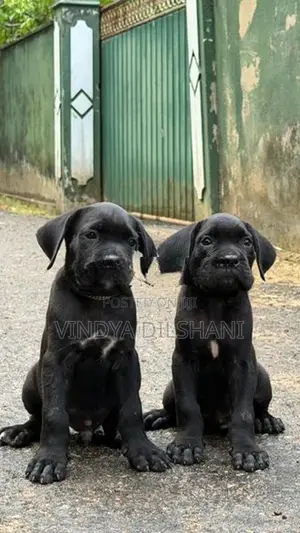 Cane Corso Puppies