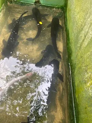 Catfish