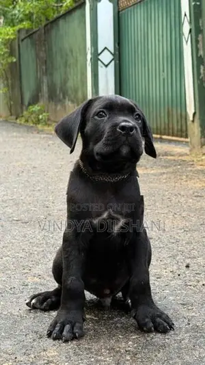 Cane Corso Puppies