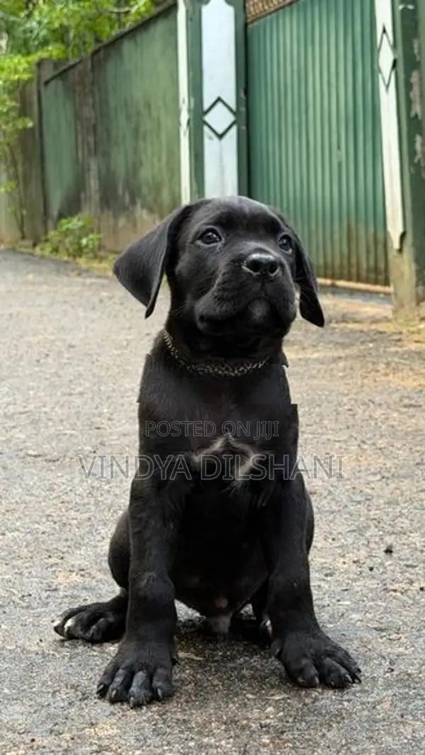 Cane Corso Puppies