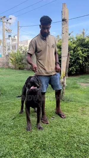 Cane Corso Puppies
