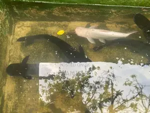 Catfish