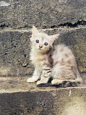 Persian Kitten