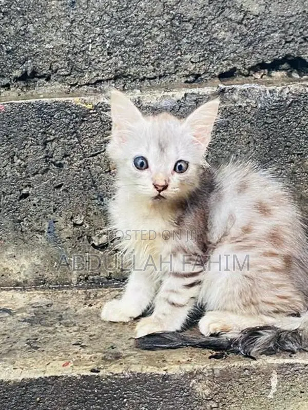 Persian Kitten