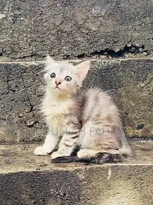 Persian Kitten