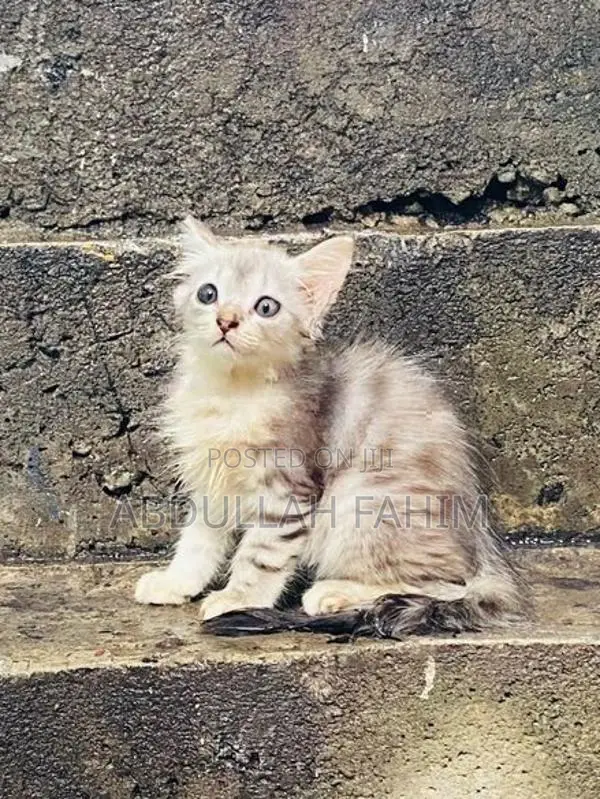 Persian Kitten