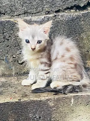 Persian Kitten