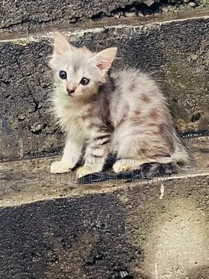 Persian Kitten