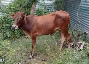 Qurban cow
