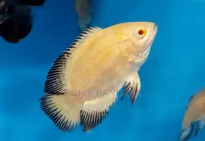 Lemon Oscar Fish