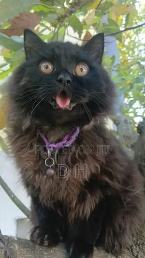 Black Persian Cat