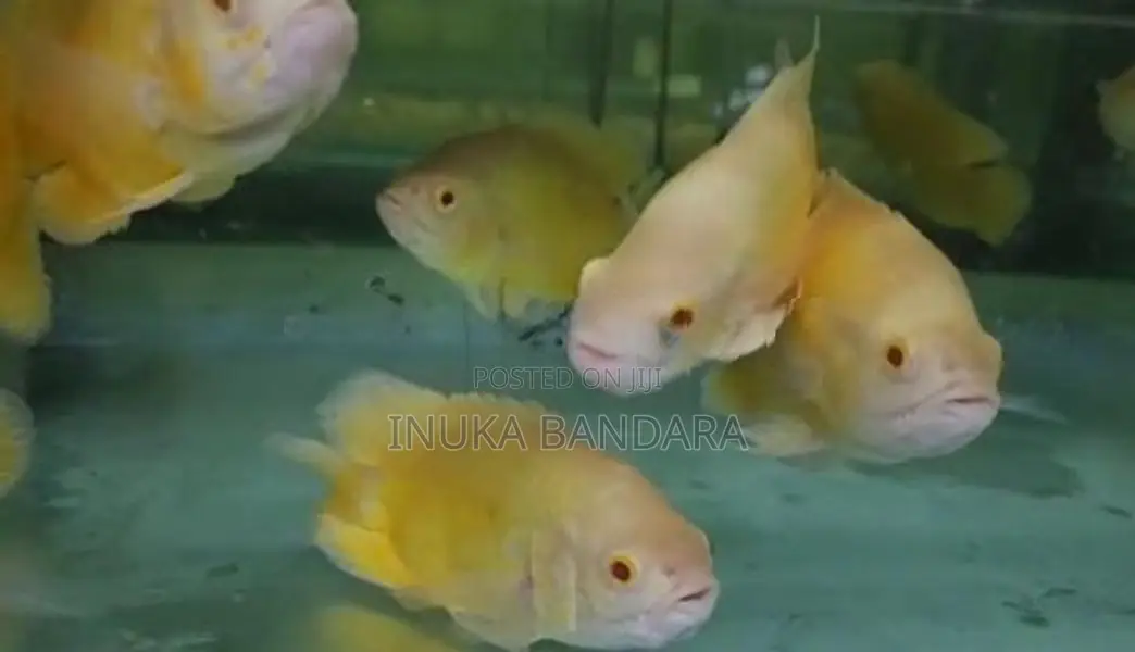 Lemon Oscar Fish