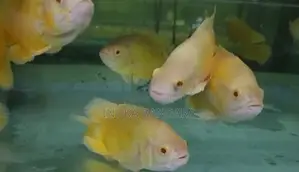 Lemon Oscar Fish