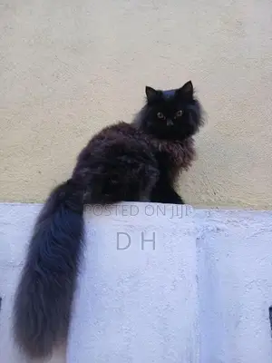 Black Persian Cat