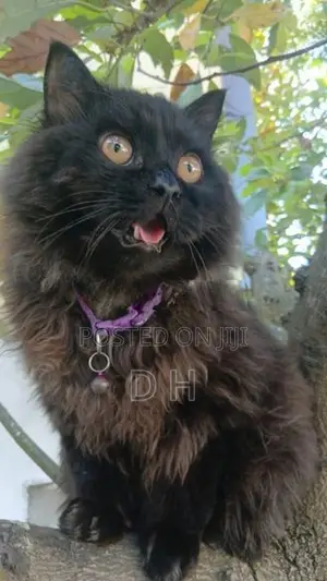 Black Persian Cat