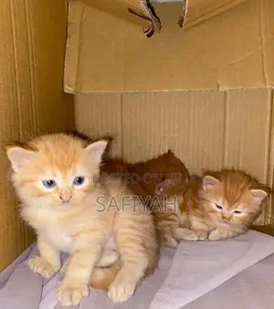 Persian Kittens