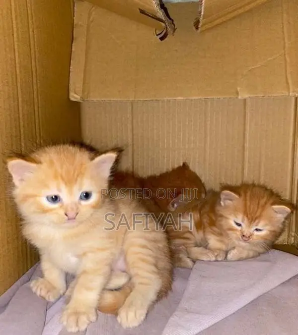 Persian Kittens