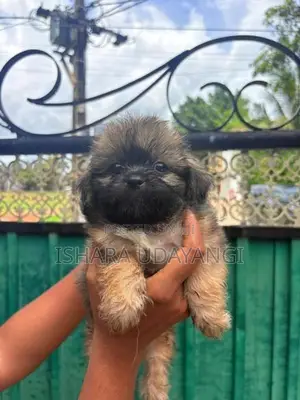 Shih Tzu Puppy