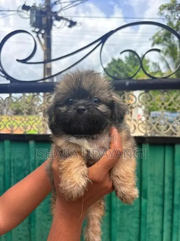 Shih Tzu Puppy