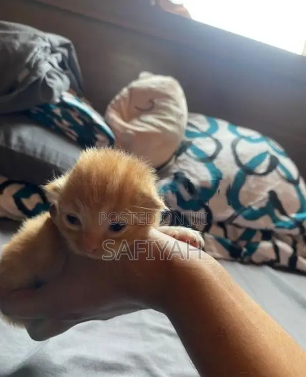 Persian Kittens