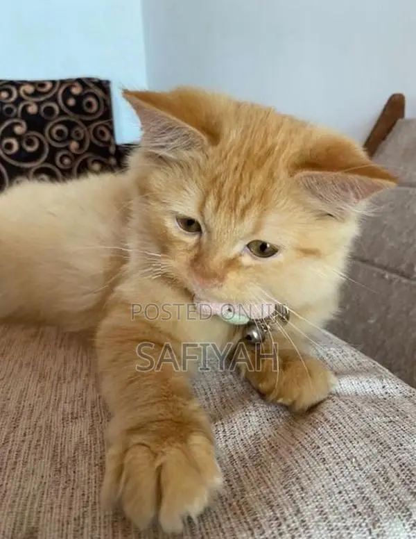 Persian Kittens