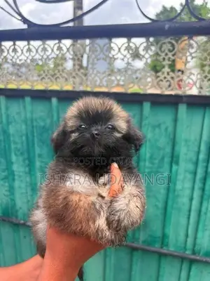 Shih Tzu Puppy