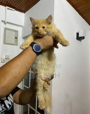 Persian Kittens