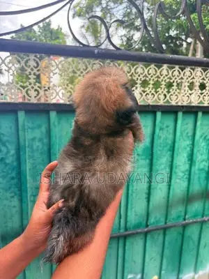 Shih Tzu Puppy