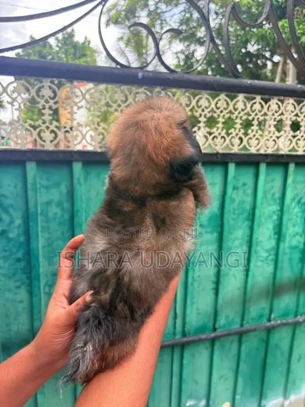 Shih Tzu Puppy