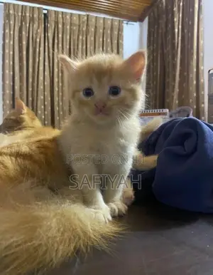 Persian Kittens