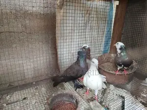 Pigeons