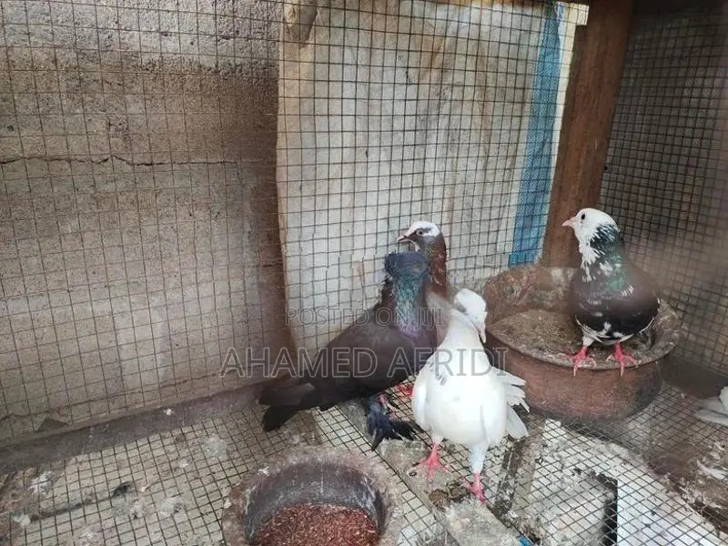 Pigeons