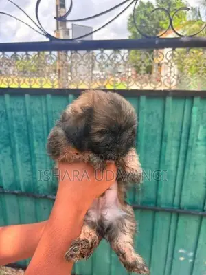 Shih Tzu Puppy