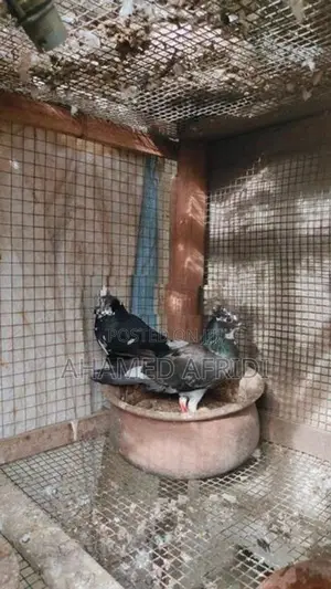 Pigeons