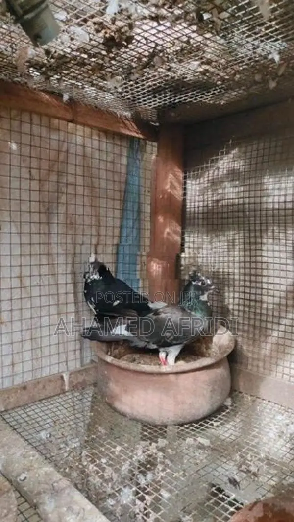 Pigeons