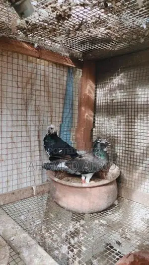 Pigeons