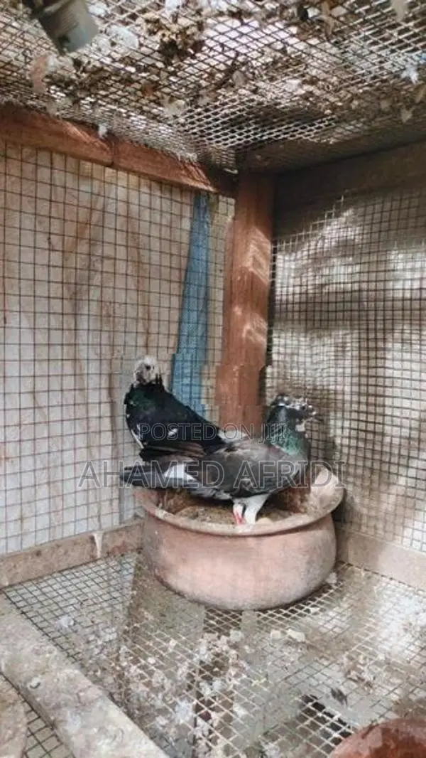 Pigeons