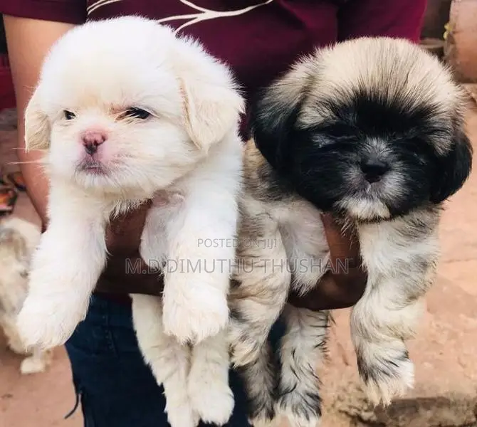 Shih Tzu Puppies